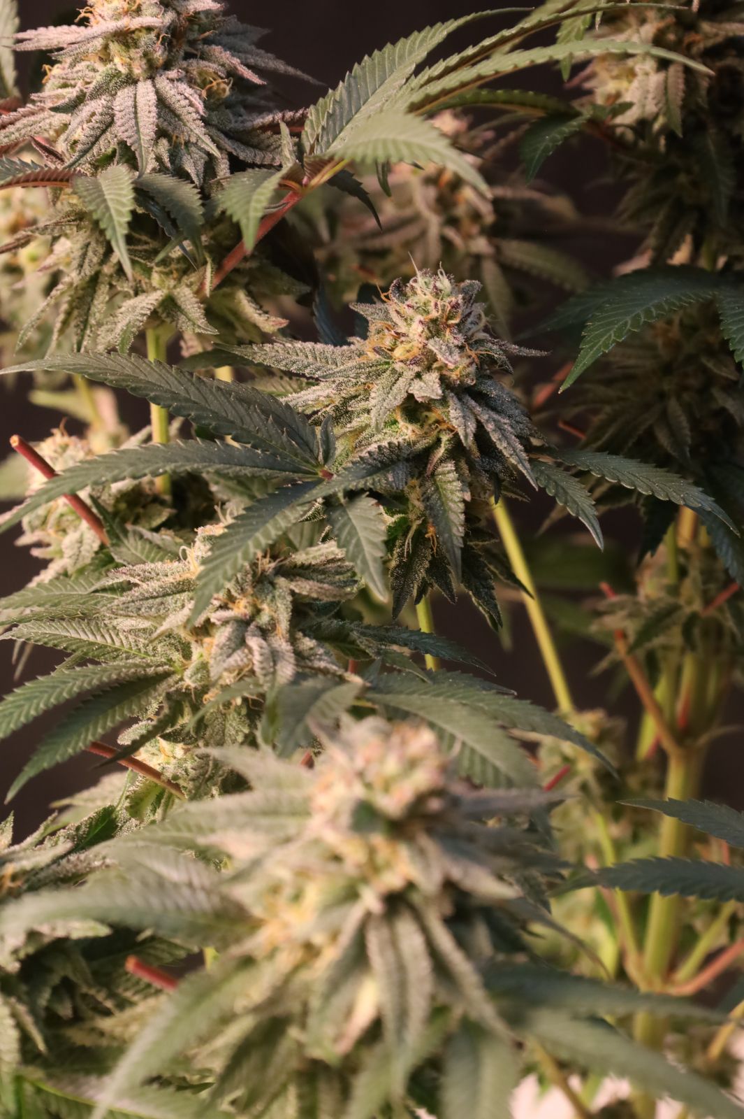 Lemon Cherry Runtz Feminisiert Fast Buds