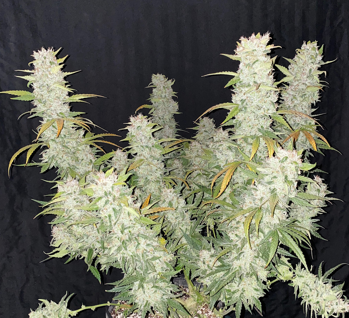 Auto Girl Scout Cookies (Feminisiert) Fast Buds