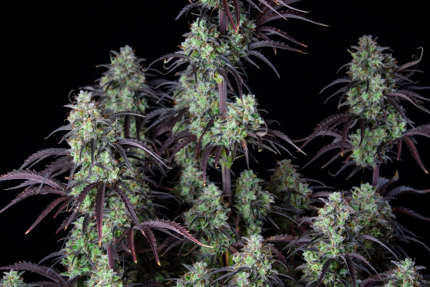 Auto Mimosa Cake (Feminisiert) Fast Buds