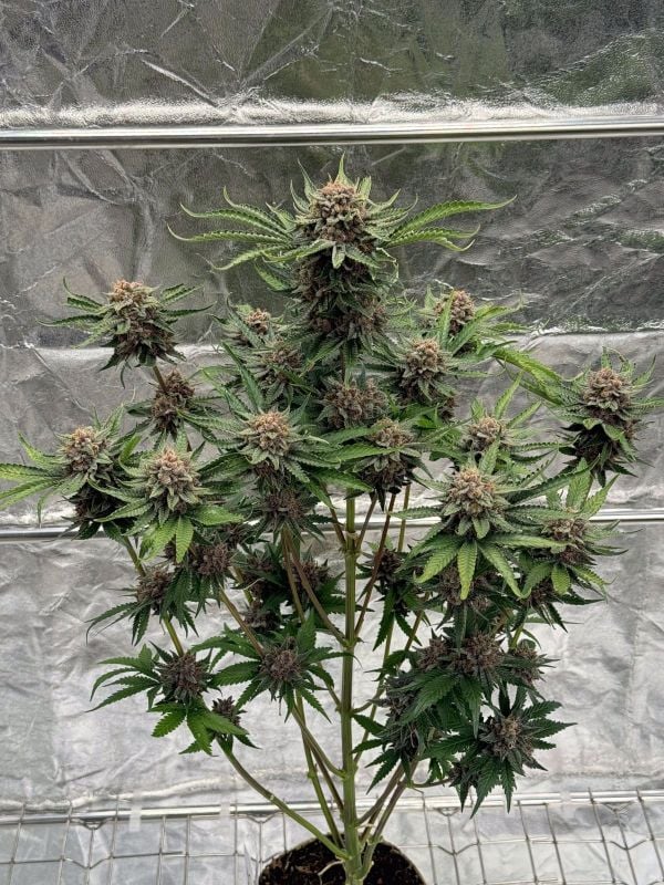 Auto Mix Pack RF3 (Feminisiert) Fast Buds