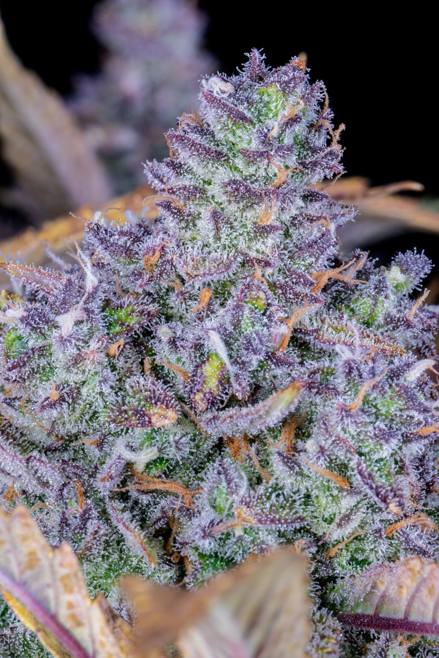 Auto Tropicana Cookies (Feminisiert) Fast Buds
