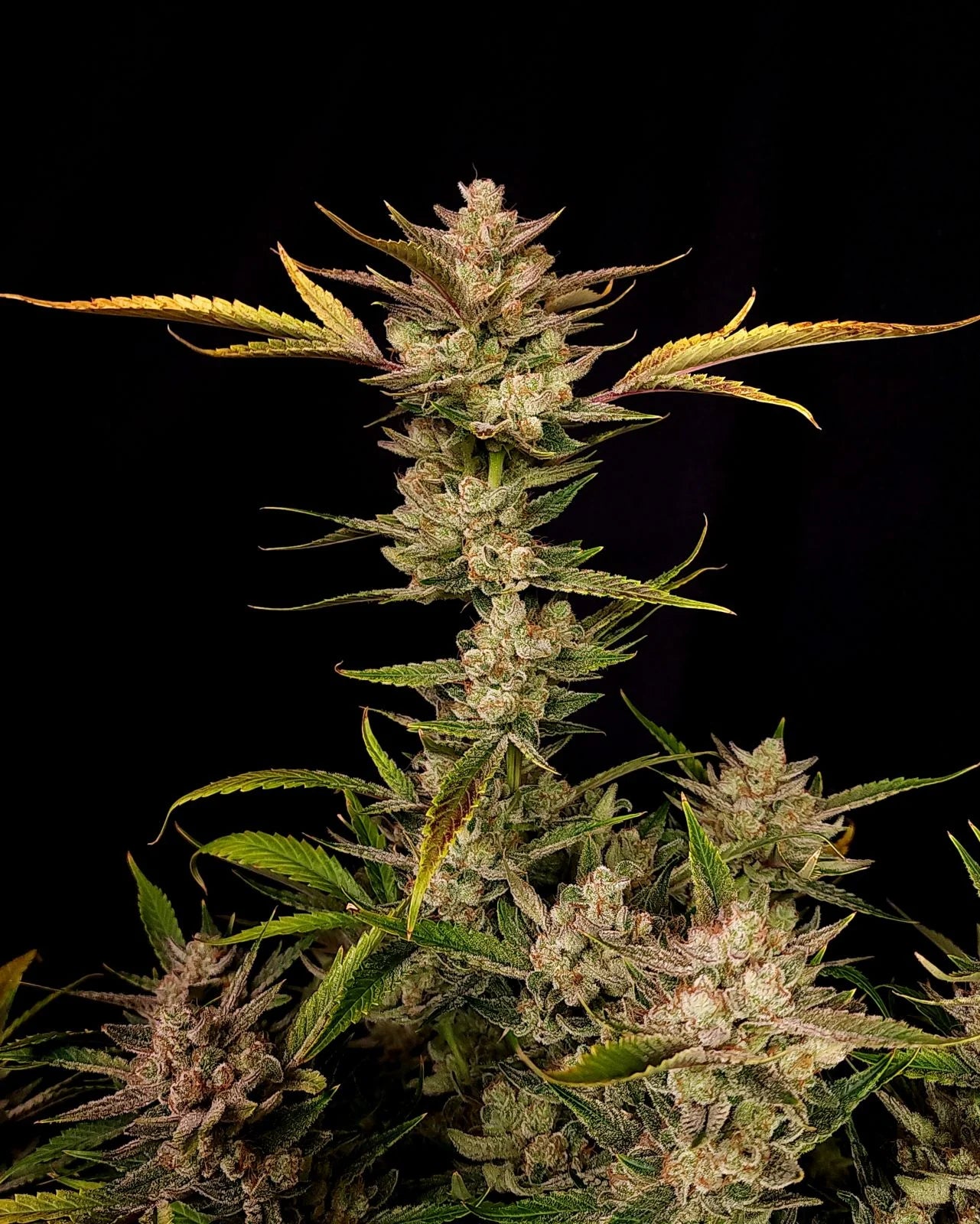 Auto Ztrawberriez (Feminisiert) Fast Buds
