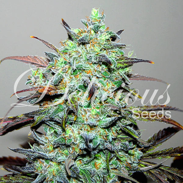 Eleven Roses ® Feminized Delicious Seeds