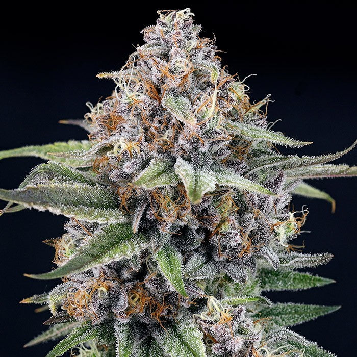 EyeBallz Feminisiert Ripper Seeds