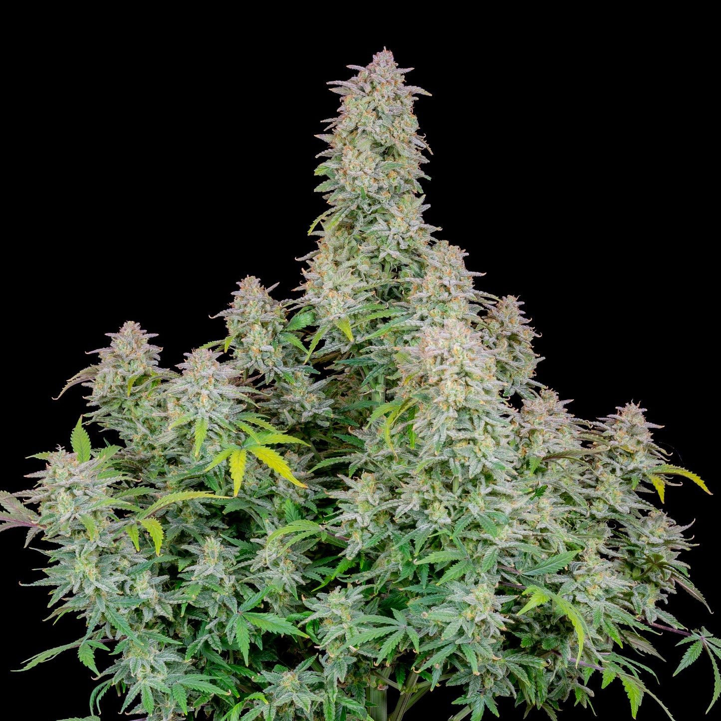 Auto Forbidden Runtz (Feminisiert) Fast Buds