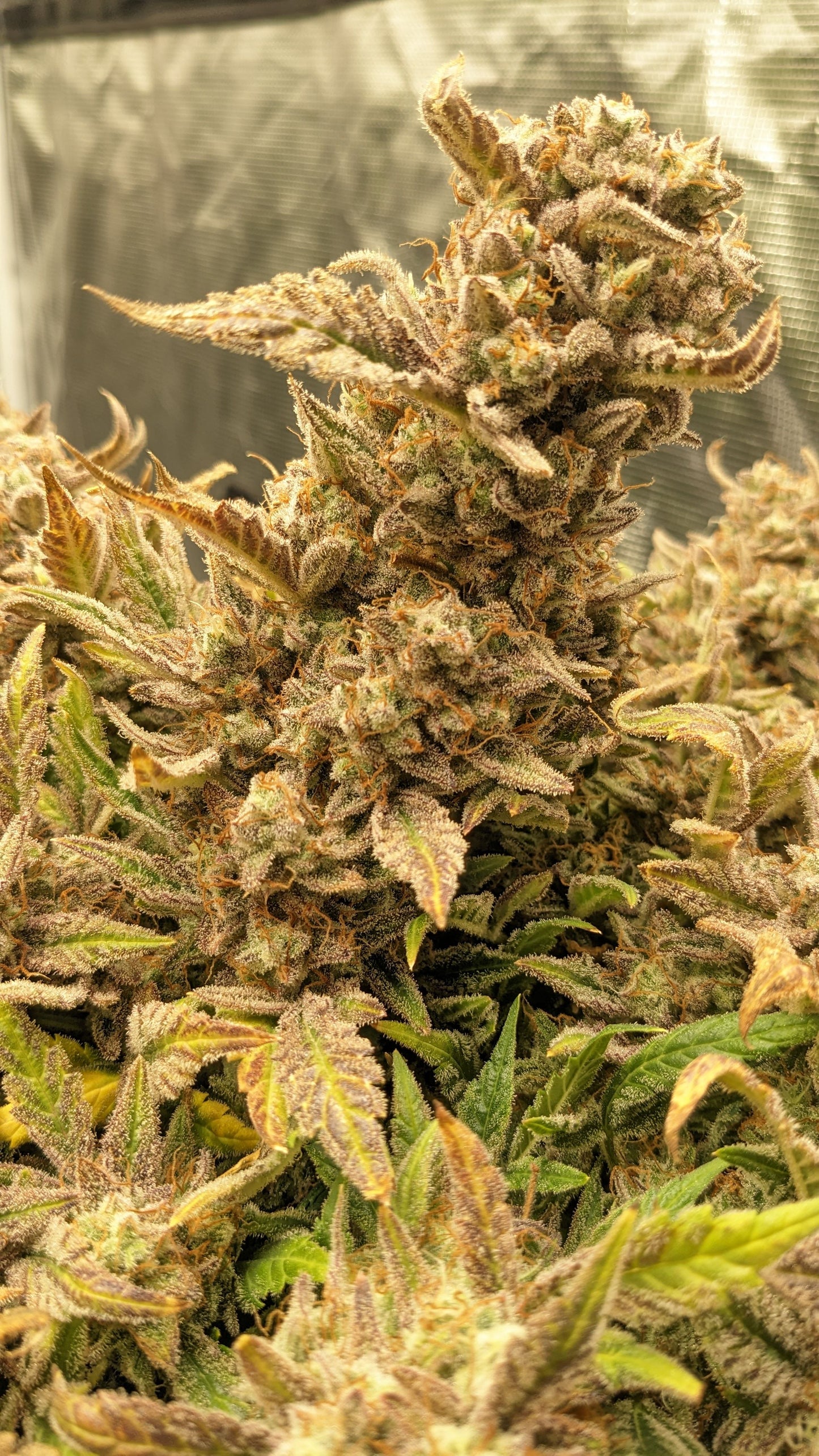 Auto Bruce Banner (Feminisiert) Fast Buds