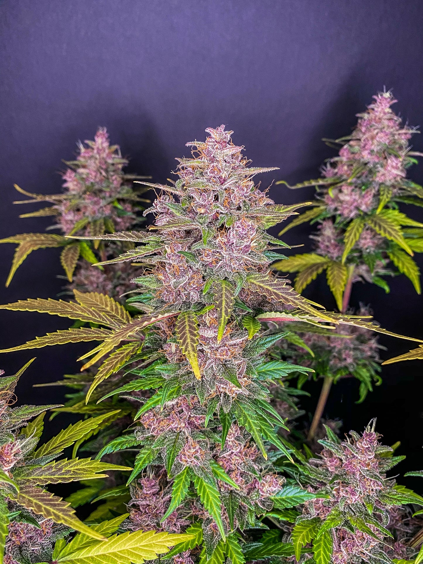 Auto LSD-25 (Feminisiert) Fast Buds