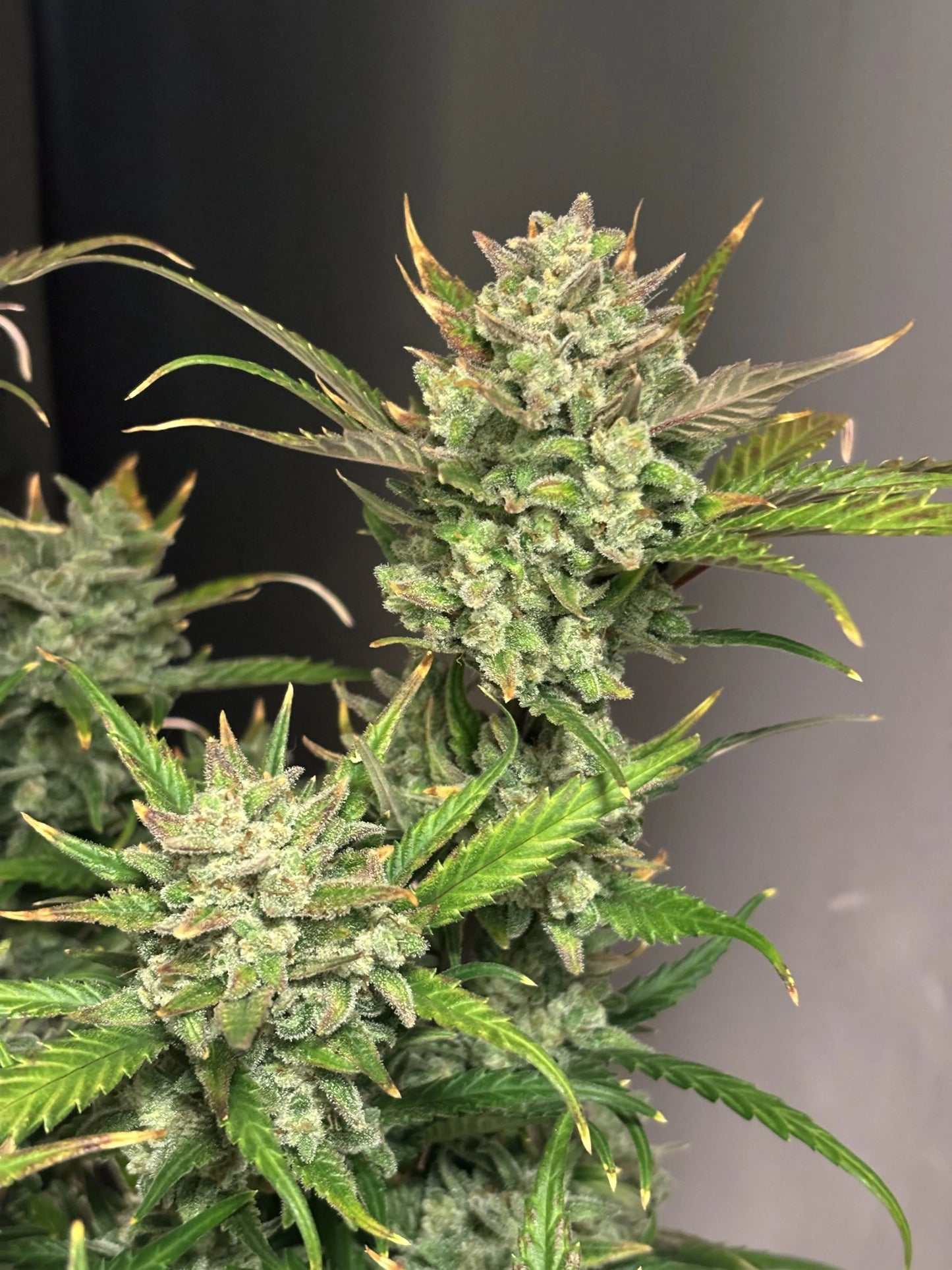 Auto Apple Strudel™ (Feminisiert) Fast Buds