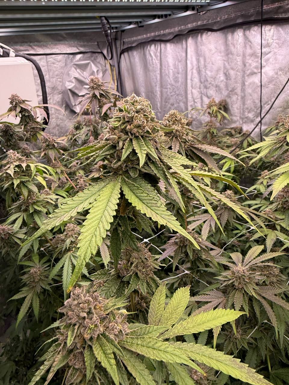 Biscotti Gelato Feminisiert Fast Buds
