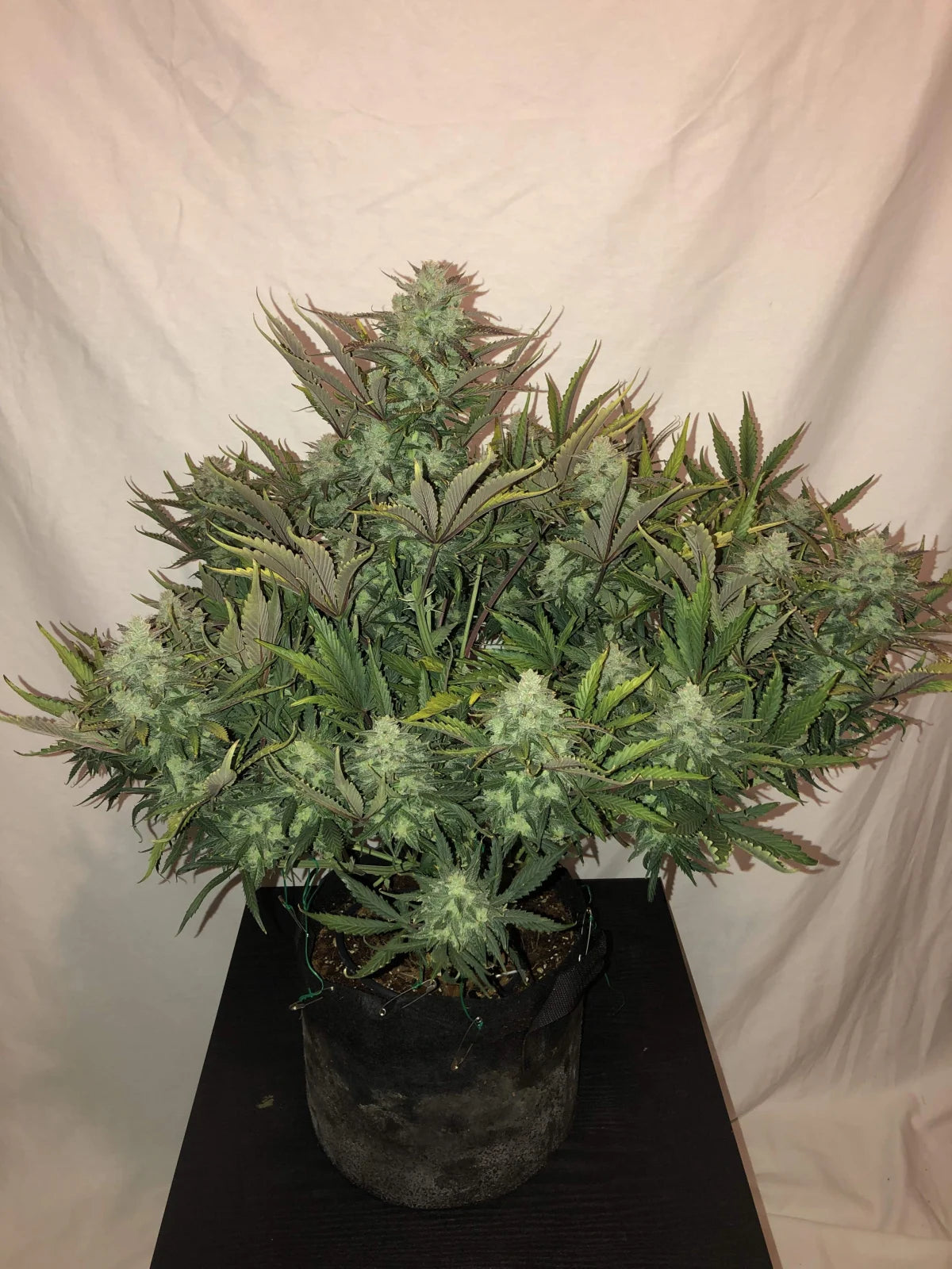 Auto Gorilla Glue aka Gorilla auto (Feminisiert) Fast Buds