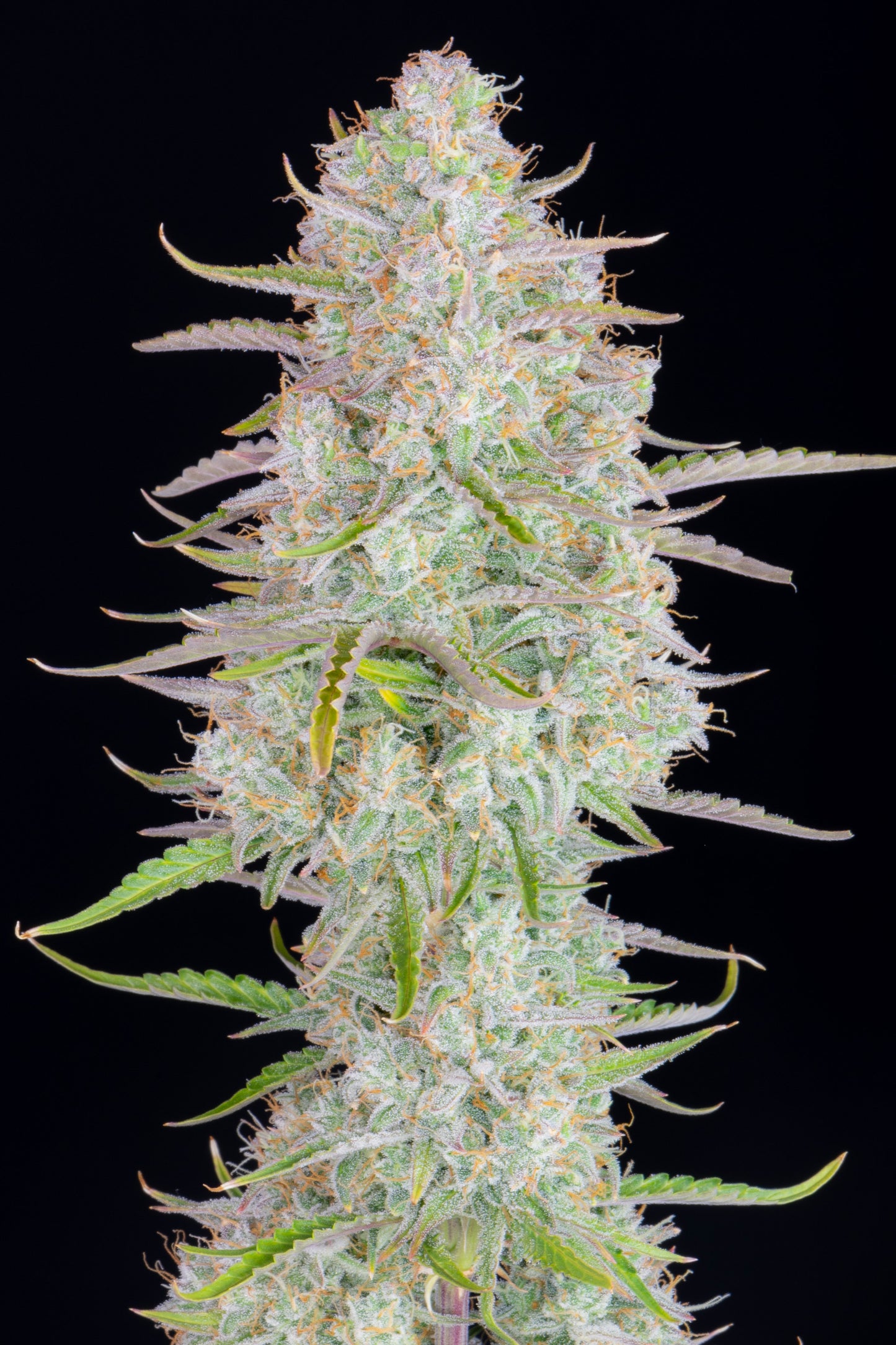 Auto Wedding Cheesecake (Feminisiert) Fast Buds