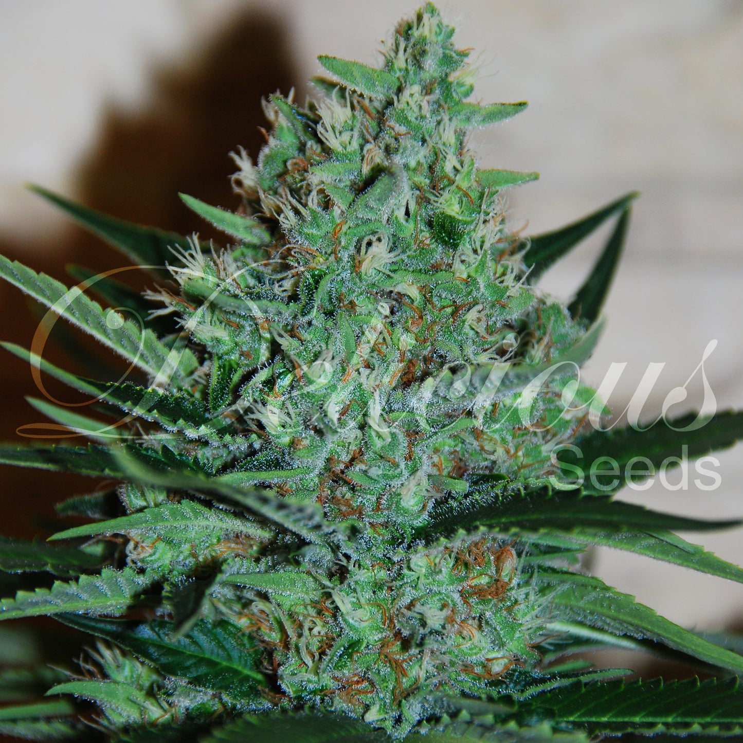 Fruity Chronic Juice Feminisiert Delicious Seeds
