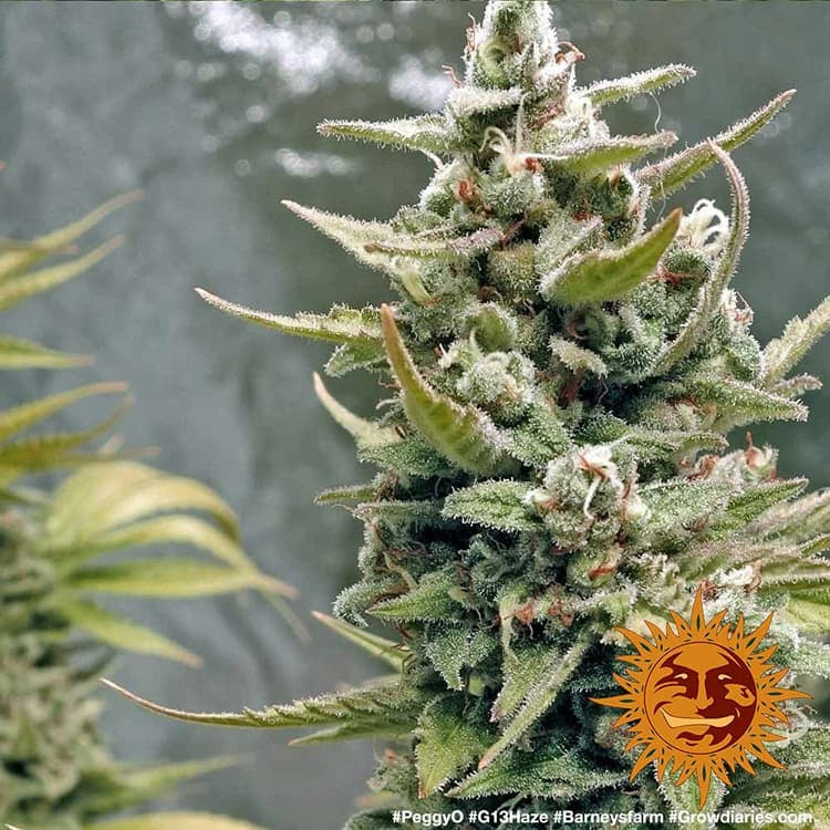 G13 Haze Feminisiert Barney's Farm