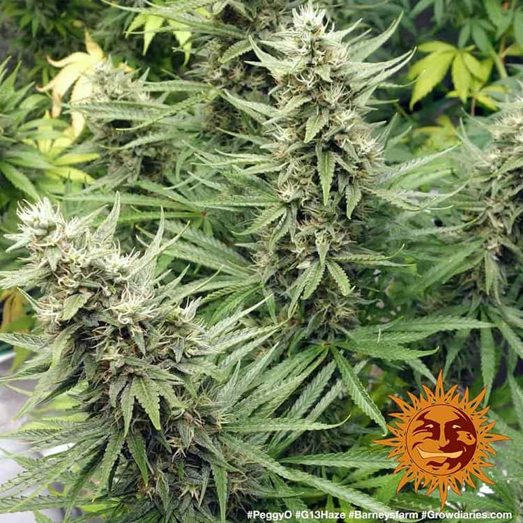 G13 Haze Feminisiert Barney's Farm