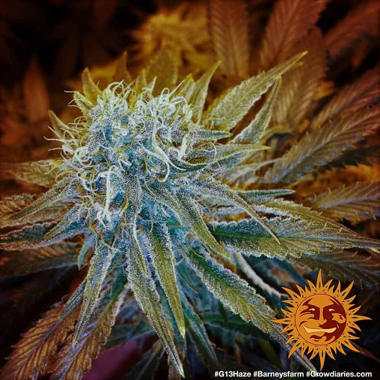 G13 Haze Feminisiert Barney's Farm