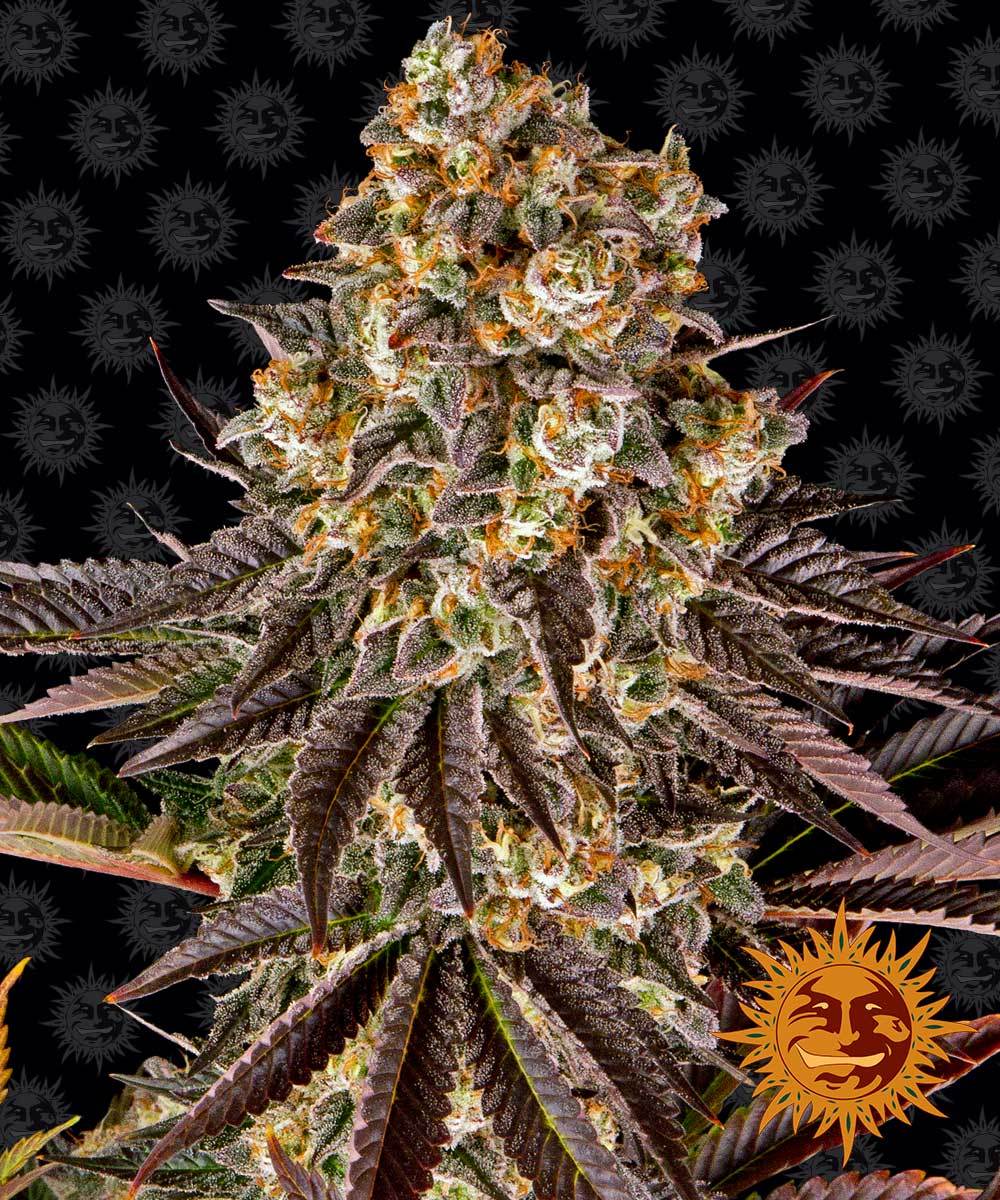 Gelato #45 Feminisiert Barney's Farm