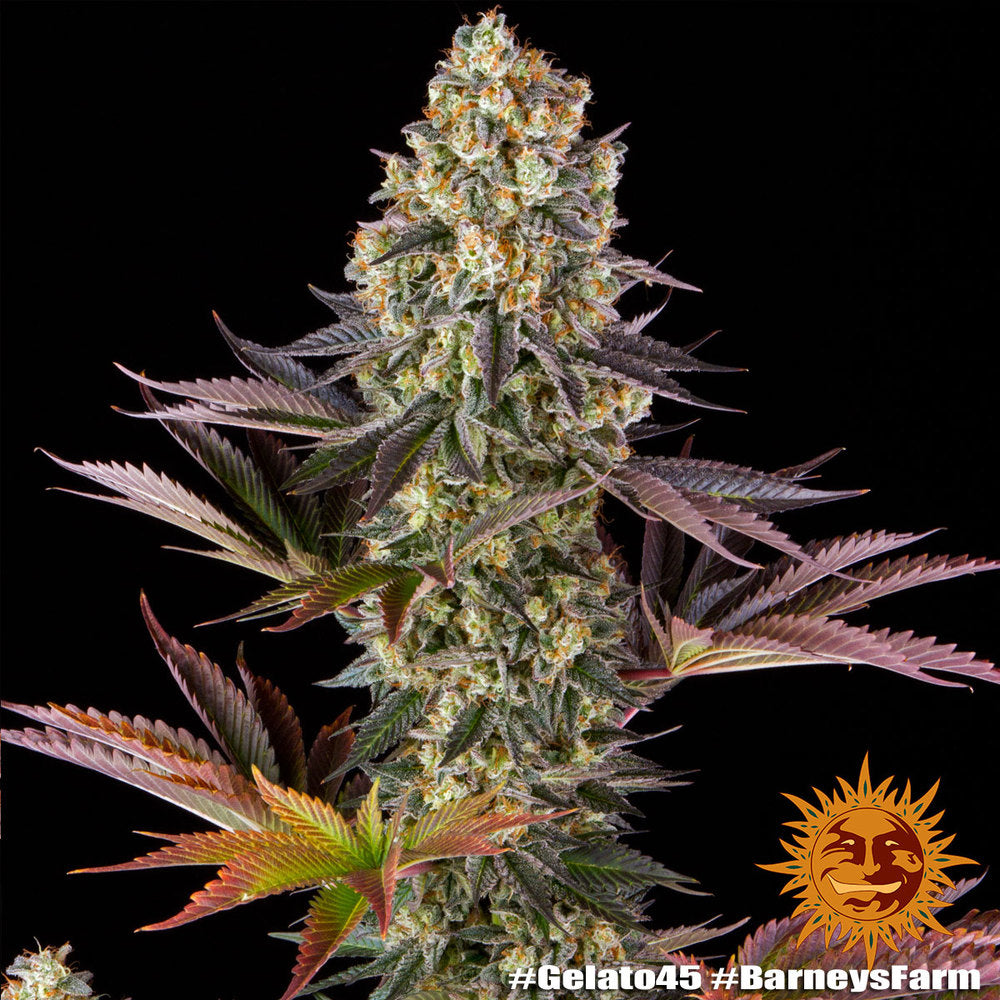 Gelato #45 Feminisiert Barney's Farm