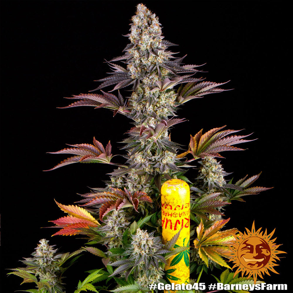 Gelato #45 Feminisiert Barney's Farm
