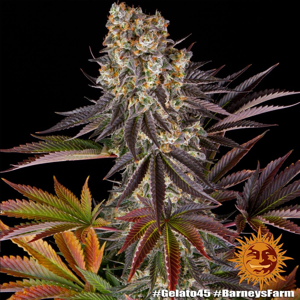 Gelato #45 Feminisiert Barney's Farm