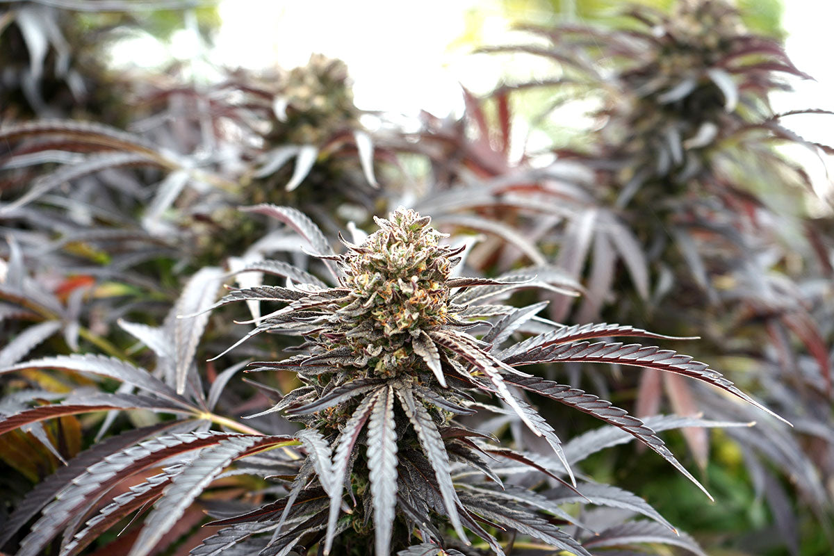 Ghost of NYC Feminisiert Humboldt Seed Organisation