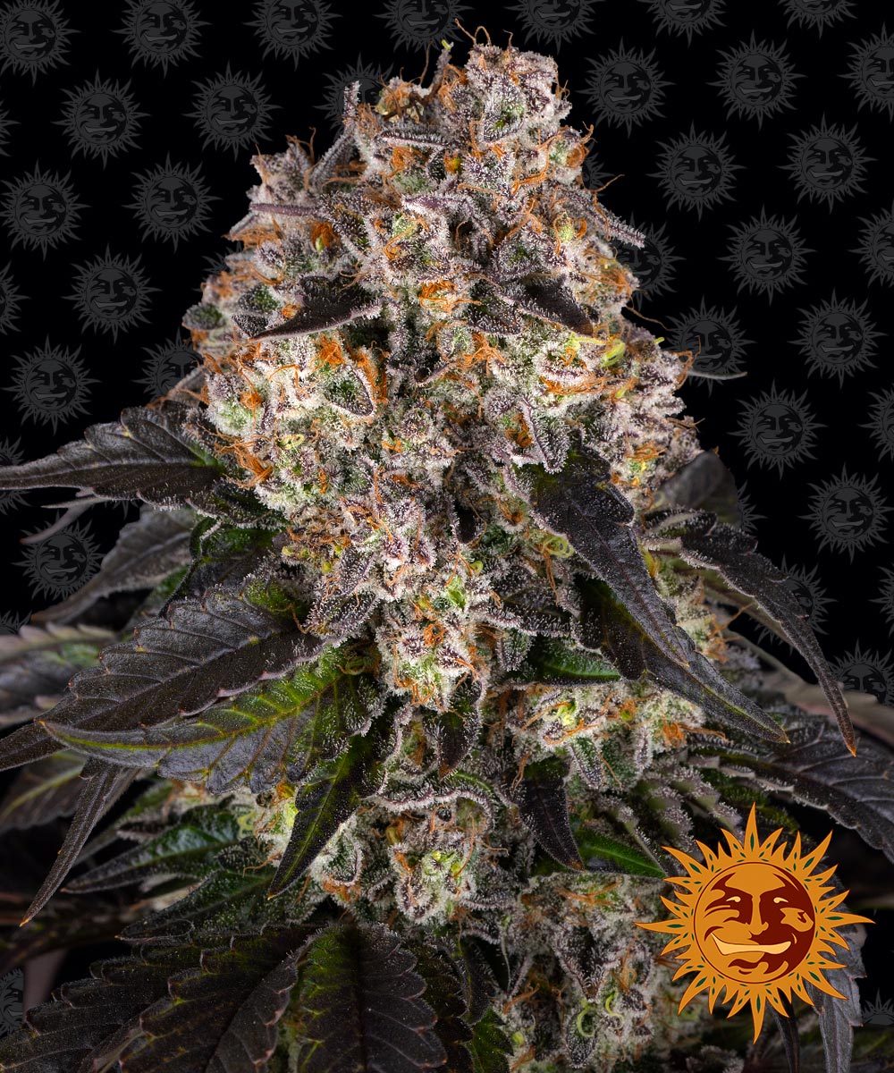 Girl Scout Cookies GSC Feminisiert Barney's Farm