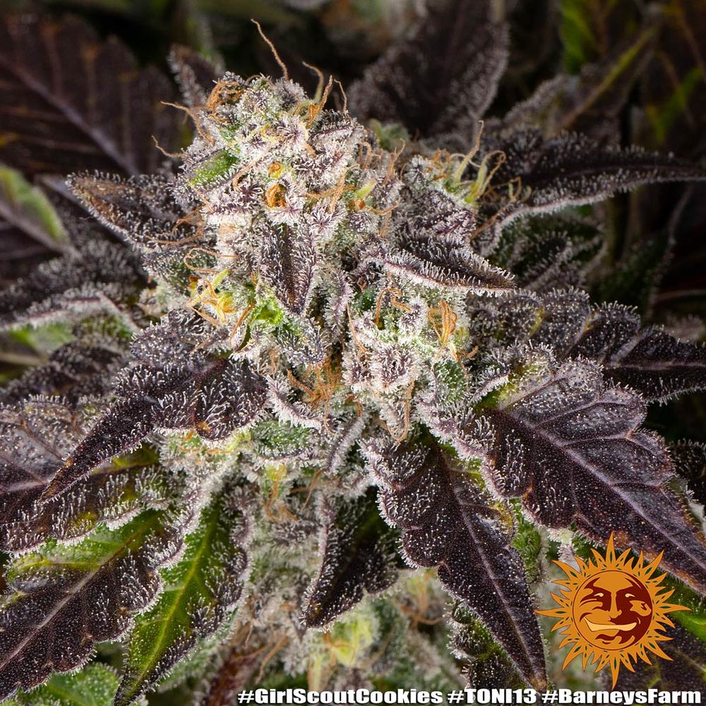 Girl Scout Cookies GSC Feminisiert Barney's Farm