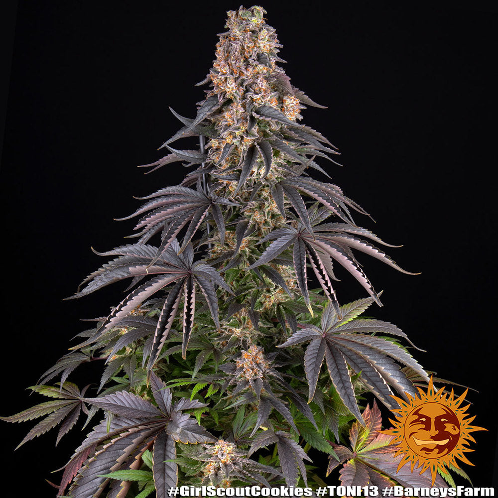 Girl Scout Cookies GSC Feminisiert Barney's Farm