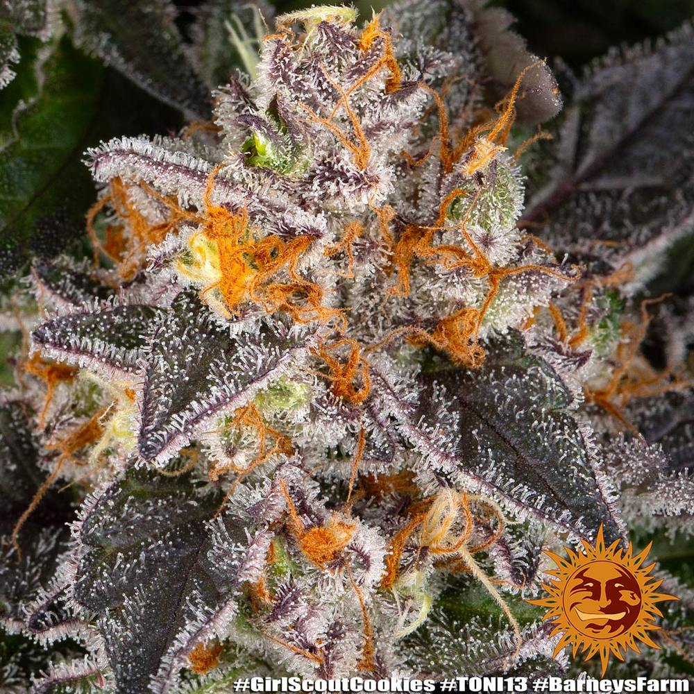 Girl Scout Cookies GSC Feminisiert Barney's Farm