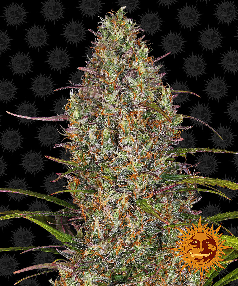 Auto Glue Gelato (Feminisiert) Barney's Farm