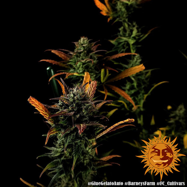 Auto Glue Gelato (Feminisiert) Barney's Farm
