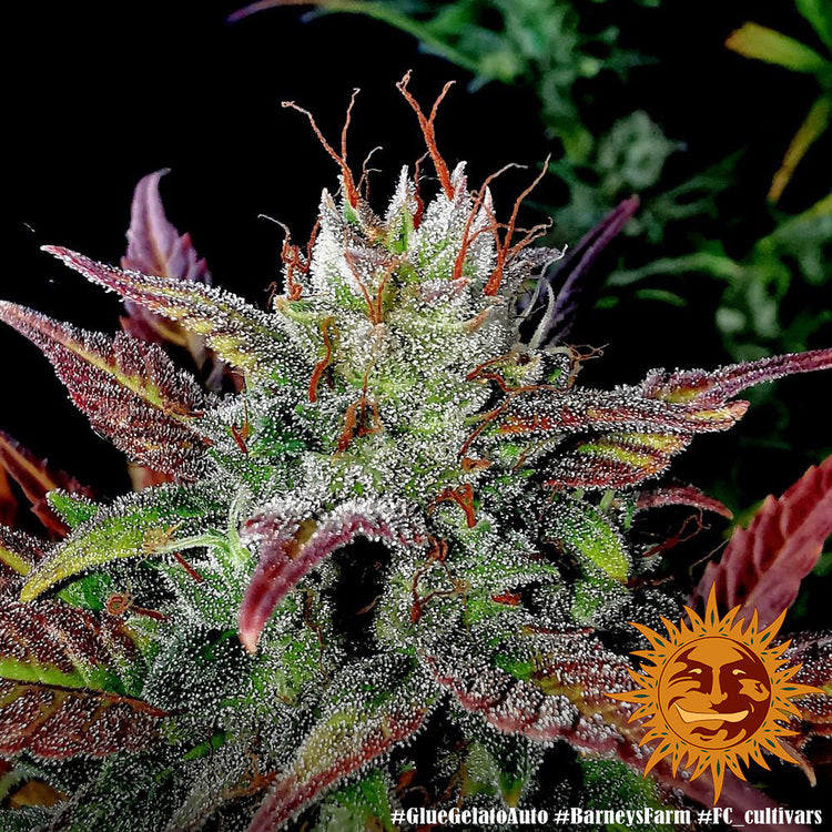 Auto Glue Gelato (Feminisiert) Barney's Farm