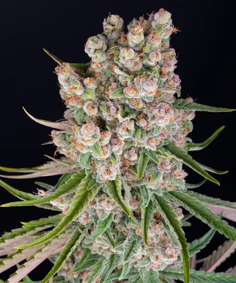 Auto GMO (Feminisiert) Barney's Farm