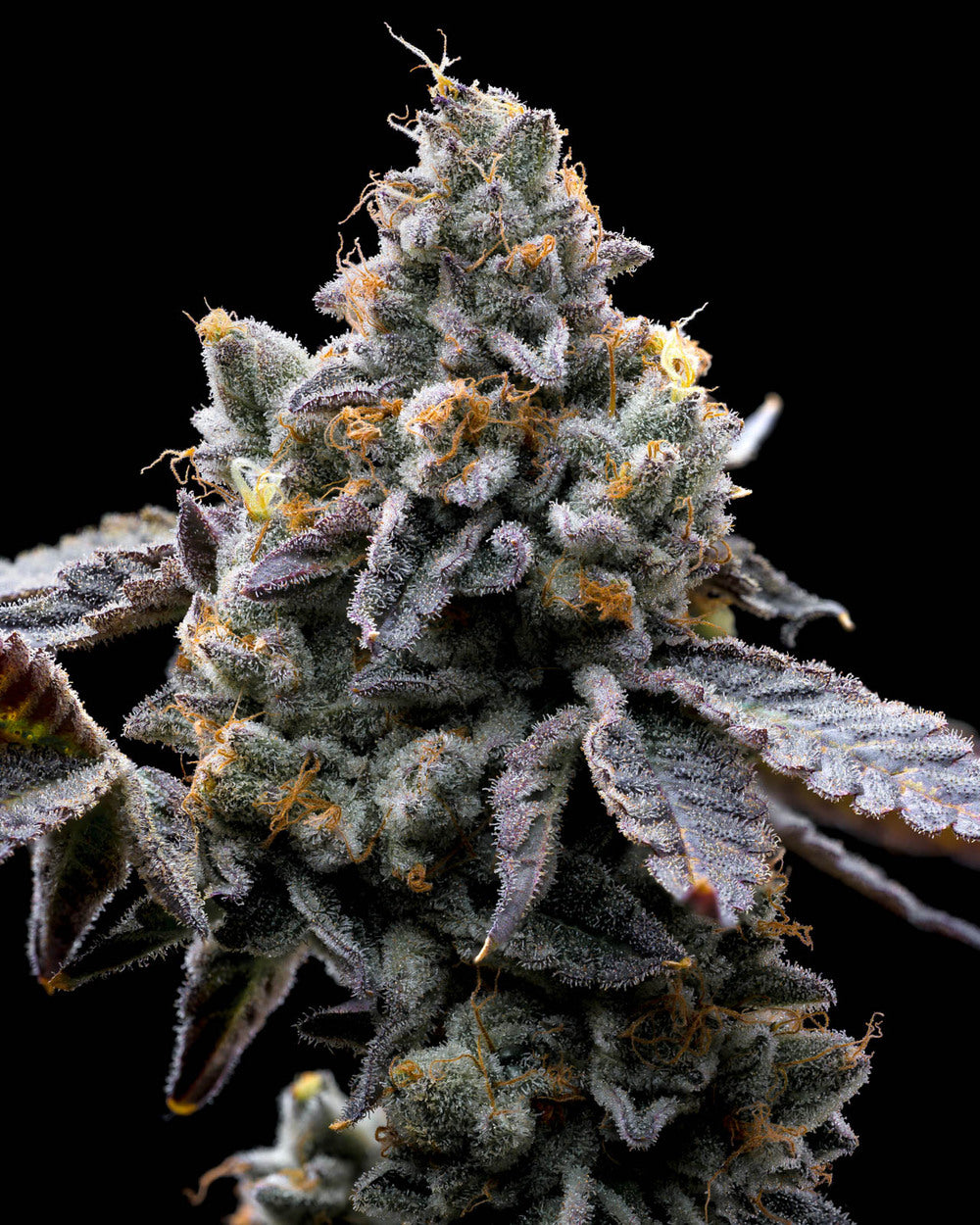 GMO Cookies Feminisiert Barney's Farm