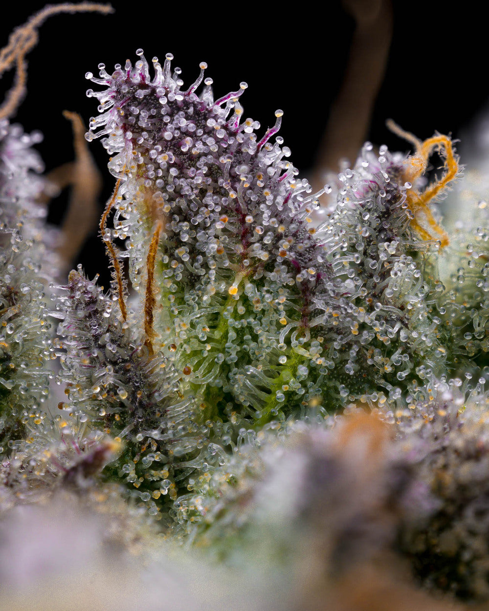GMO Cookies Feminisiert Barney's Farm