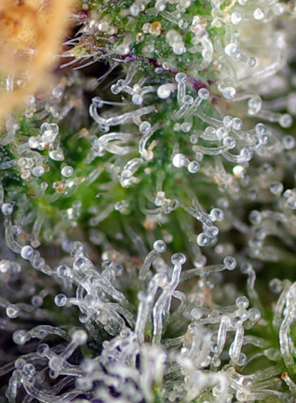 Gorilla Girl® Feminisiert Sweet Seeds