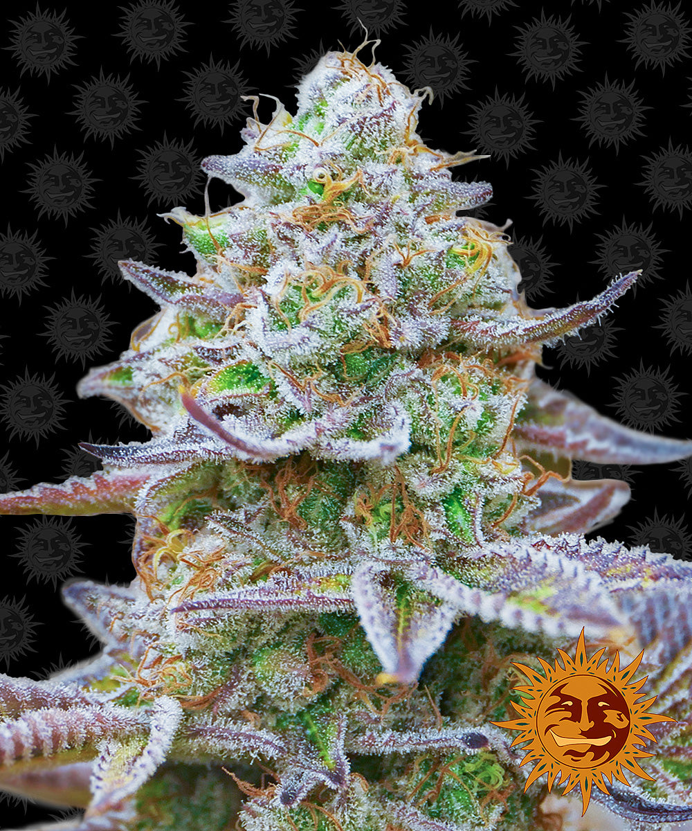 Gorilla Zkittlez Feminisiert Barney's Farm