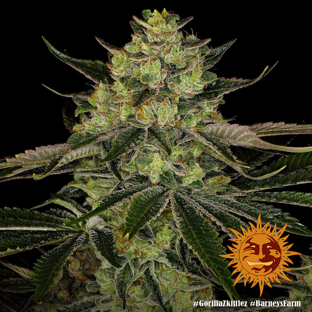 Gorilla Zkittlez Feminisiert Barney's Farm