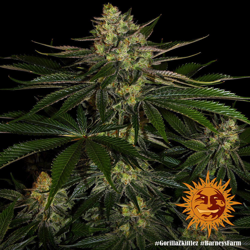 Gorilla Zkittlez Feminisiert Barney's Farm