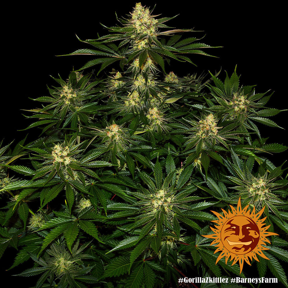 Gorilla Zkittlez Feminisiert Barney's Farm
