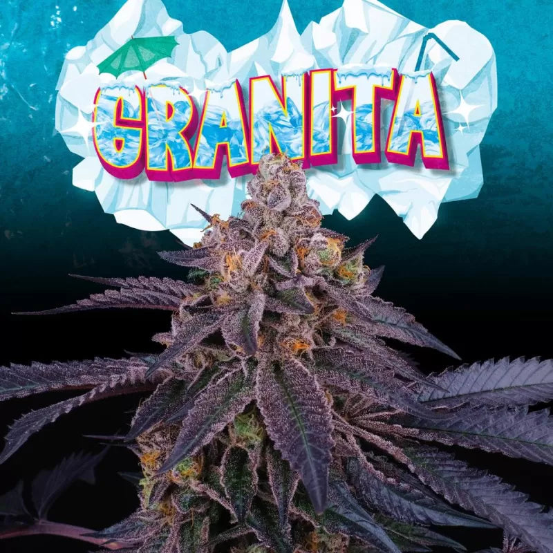 Granita Feminisiert Perfect Tree Seeds