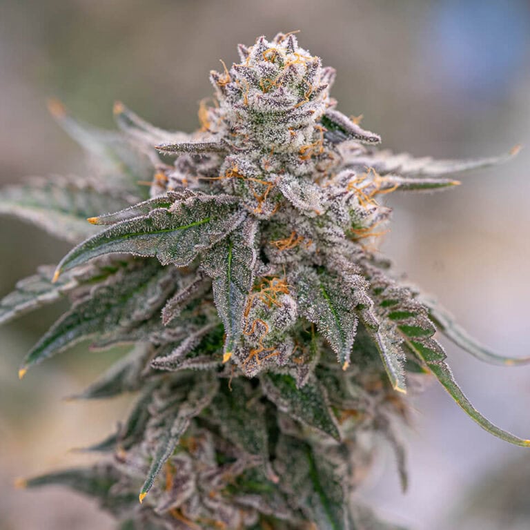 Grape Gas Feminisiert Bubbatz Seeds