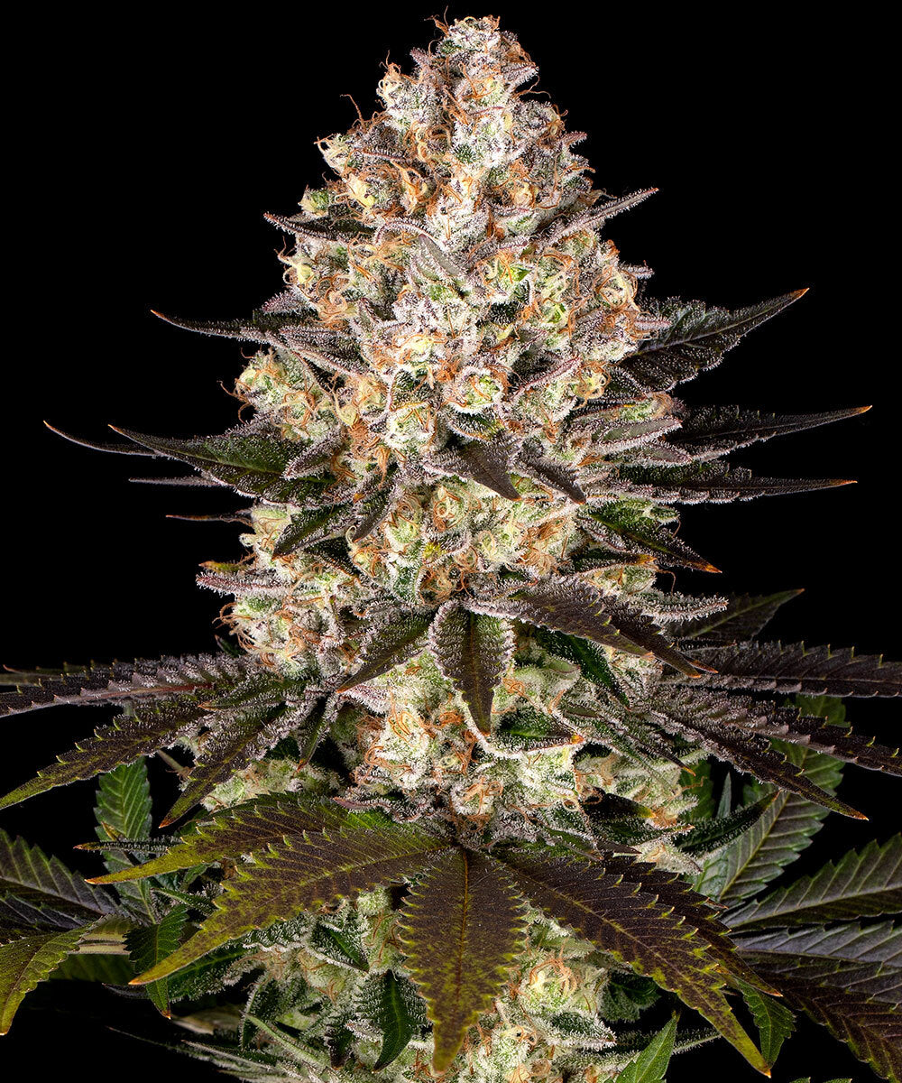 Hindu Kush Feminisiert Barney's Farm