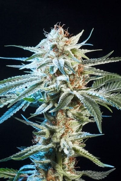 Honey Banana Feminisiert Bubbatz Seeds