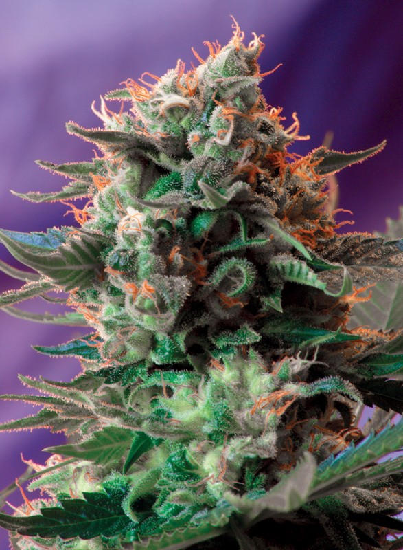 Jack 47 F1 Fast Version® Feminisiert Sweet Seeds