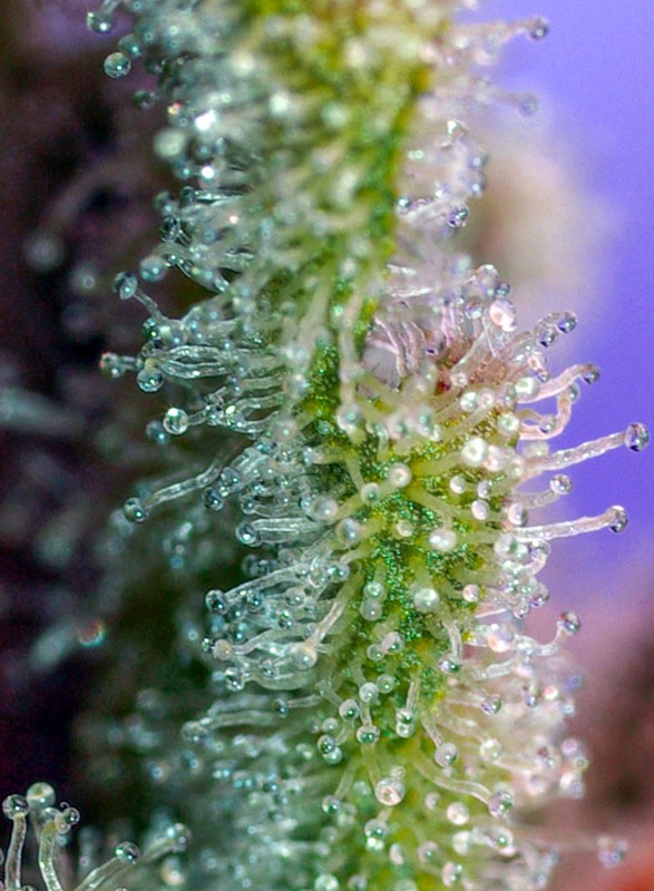 Jack 47 F1 Fast Version® Feminisiert Sweet Seeds