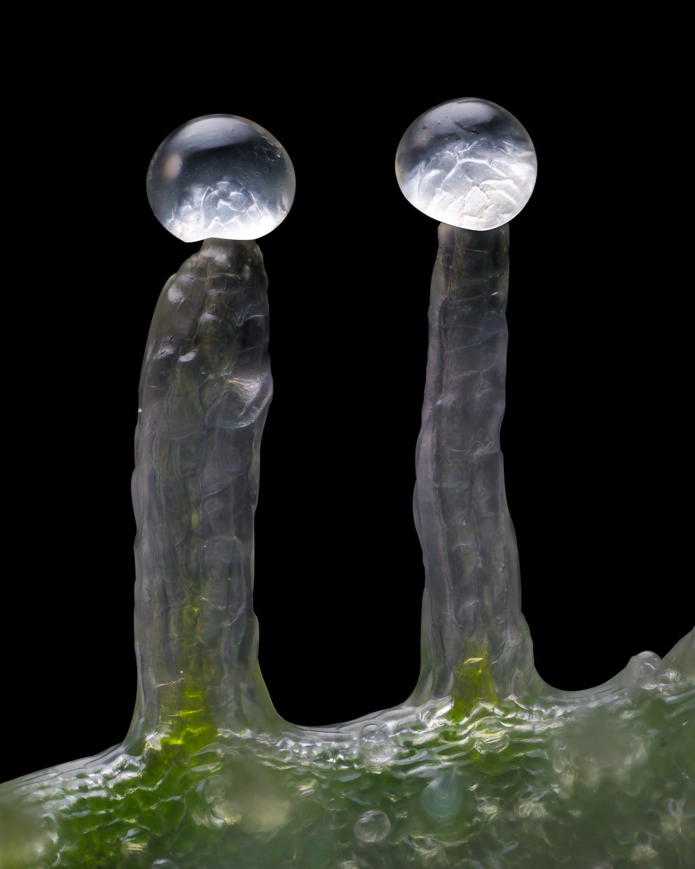 Jealousy Feminisiert Barney's Farm