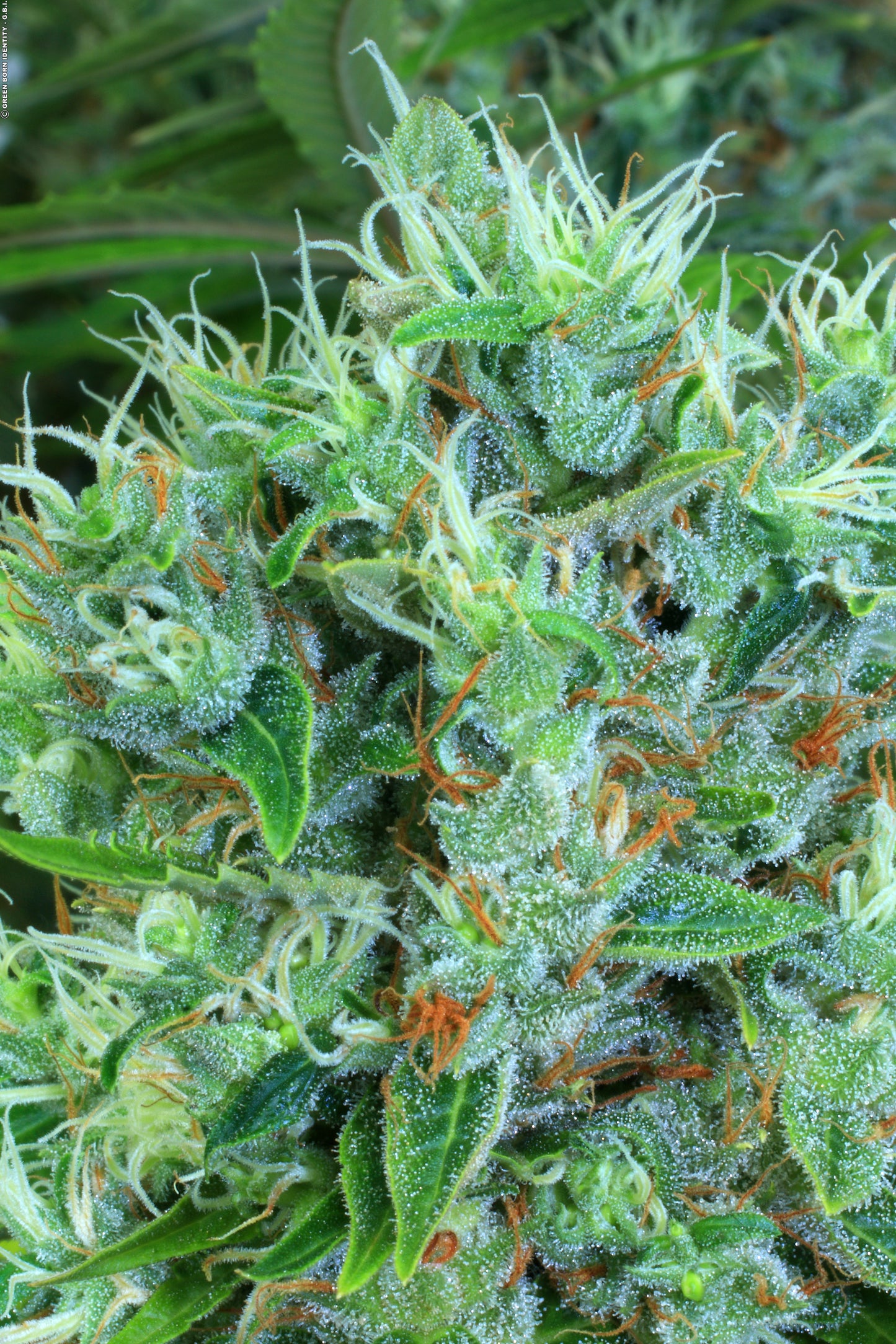 Kali Mist Feminisiert Serious Seeds