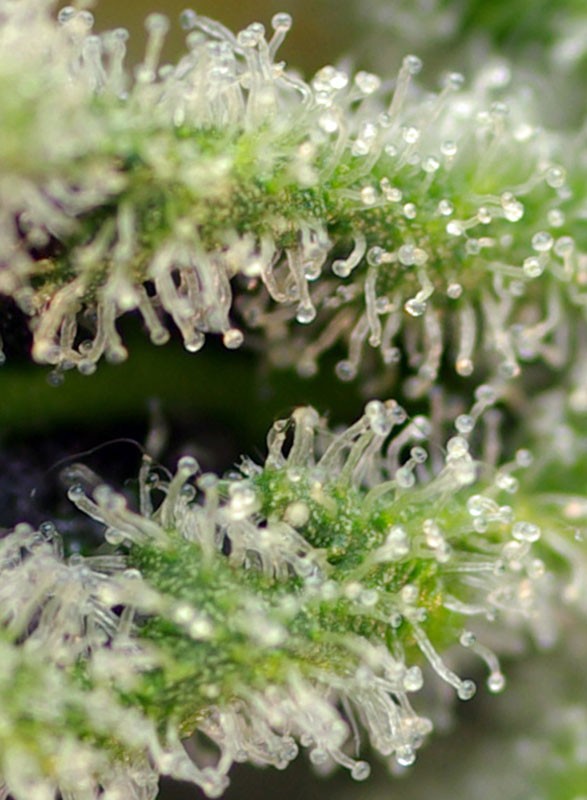 Killer Kush F1 Fast Version® Feminisiert Sweet Seeds