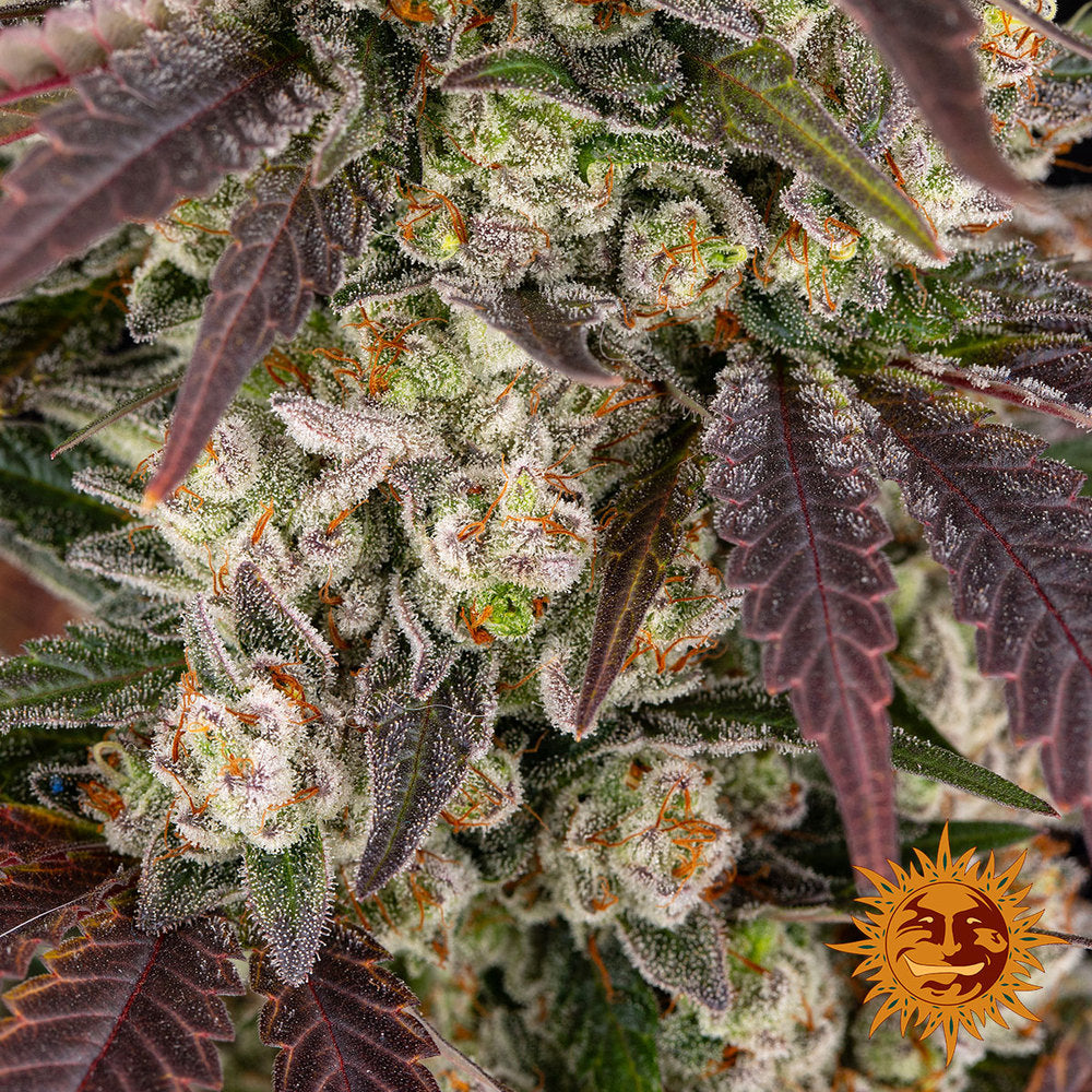 Kush Mintz Feminisiert Barney's Farm