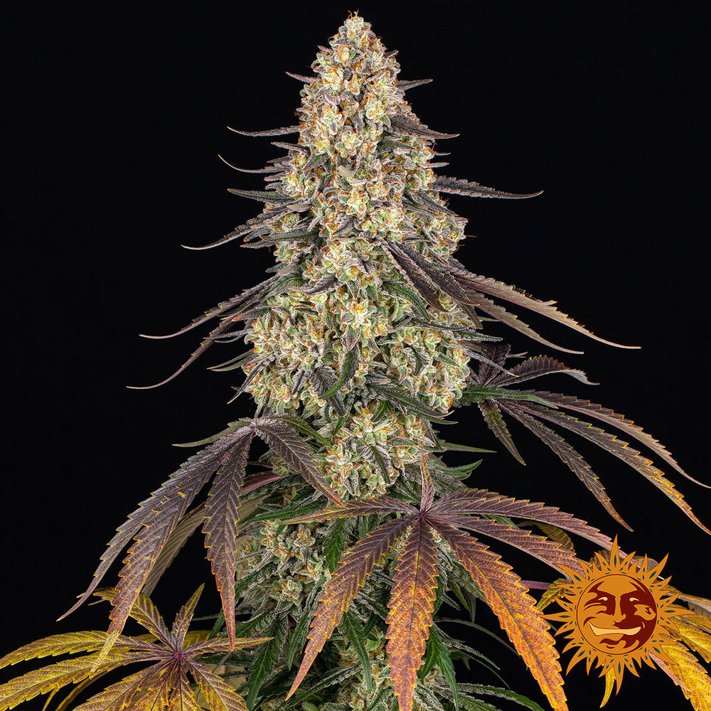 Kush Mintz Feminisiert Barney's Farm